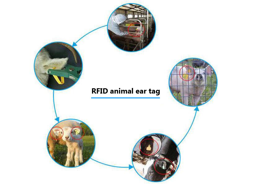  RFID 기술 축산 관리는 과학적 관리 모델을 제공합니다